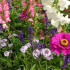 Летните цветя за градината - как да изберем растения, така че да цъфтят цялото лято